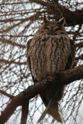 Gufo comune (Asio otus)