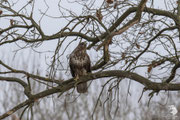 Poiana comune (Buteo buteo)