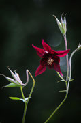 Aquilegia atrata