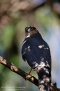 Sparviero eurasiatico maschio (Accipiter nisus)