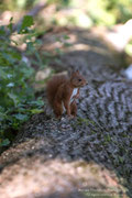 Scoiattolo rosso (Sciurus vulgaris)