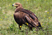 Aquila reale (Aquila chrysaetos)