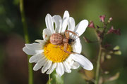 Misumena vatia