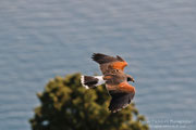 Poiana di Harris (Parabuteo unicinctus)