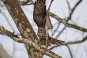 Poiana comune (Buteo buteo)