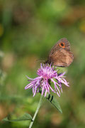 Erebia oeme - femmina