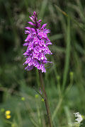 Dactylorhiza maculata