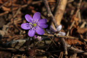 Erba trinità (Hepatica nobilis)