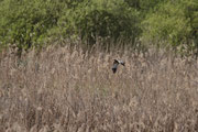 Falco pescatore (Pandion haliaetus)