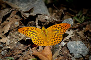 Argynnis paphia