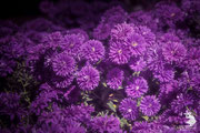 Aster naovae