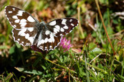 Melanargia galathea