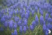 Muscari