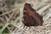 Nymphalis polychloros