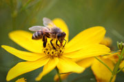 Apis mellifica
