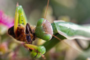 Mantis religiosa