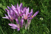 Crocus longiflorus Rafin - (Crocus autunnale). Fioritura da Agosto a Ottobre si puo trovare fino a 1500m s.l.m