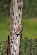 Civetta (Athene noctua)