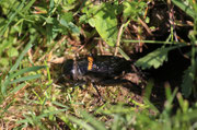 Grillo campestre (Gryllus campestris)