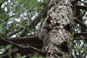 Scoiattolo grigio (Sciurus carolinensis)