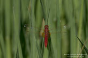 Libellula (Crocothemis erythraea) maschio
