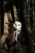 Barbagianni (Tyto alba)