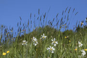 Narciso (Narcissus jonquilla)