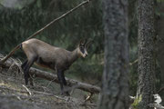 Camoscio alpino (Rupicapra rupicapra)