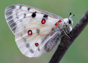 Parnassius apollo