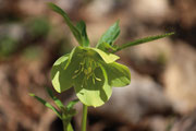 Helleborus Viridis