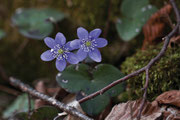 Erba trinità (Hepatica nobilis)