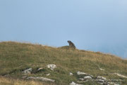 Marmotta di guardia