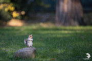 Scoiattolo grigio (Sciurus carolinensis)