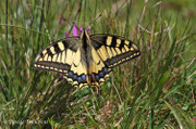 Papilio machaon