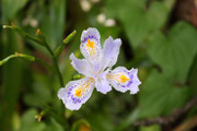 Iris selvatico