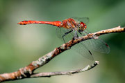 Sympetrum sanguineum (Anisoptera)