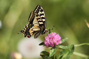 Papilio machaon 