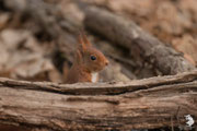 Scoiattolo rosso (Sciurus vulgaris)