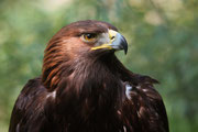 Aquila reale (Aquila chrysaetos)