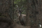 Stambecco delle Alpi (Capra ibex)