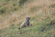 Marmotta delle Alpi (Marmota marmota) - giovane