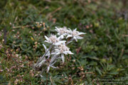 Stella Alpina (Leontopodium alpinum)