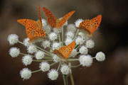 Argynnis paphia su fiore di Angelica silvestris