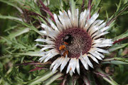 Carlina acaulis