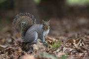 Scoiattolo grigio (Sciurus carolinensis)