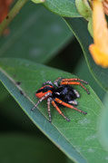 Philaeus chrysops (male)