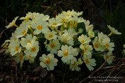 Primula vulgaris