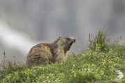 Marmotta delle Alpi (Marmota marmota)