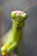 Mantis religiosa