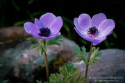 Anemone selvatico